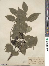 Phellodendron amurense var. japonicum image