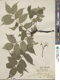 Phellodendron amurense var. japonicum image