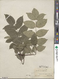 Phellodendron amurense var. japonicum image