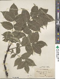 Phellodendron amurense image