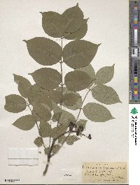 Phellodendron amurense var. japonicum image