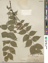 Phellodendron amurense var. japonicum image