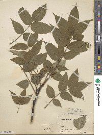 Phellodendron amurense var. japonicum image