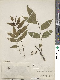 Phellodendron amurense var. lavallei image