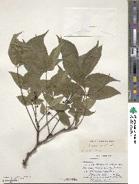 Phellodendron amurense var. lavallei image