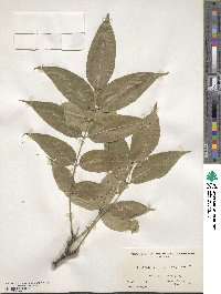 Phellodendron amurense var. lavallei image