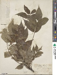 Phellodendron amurense image