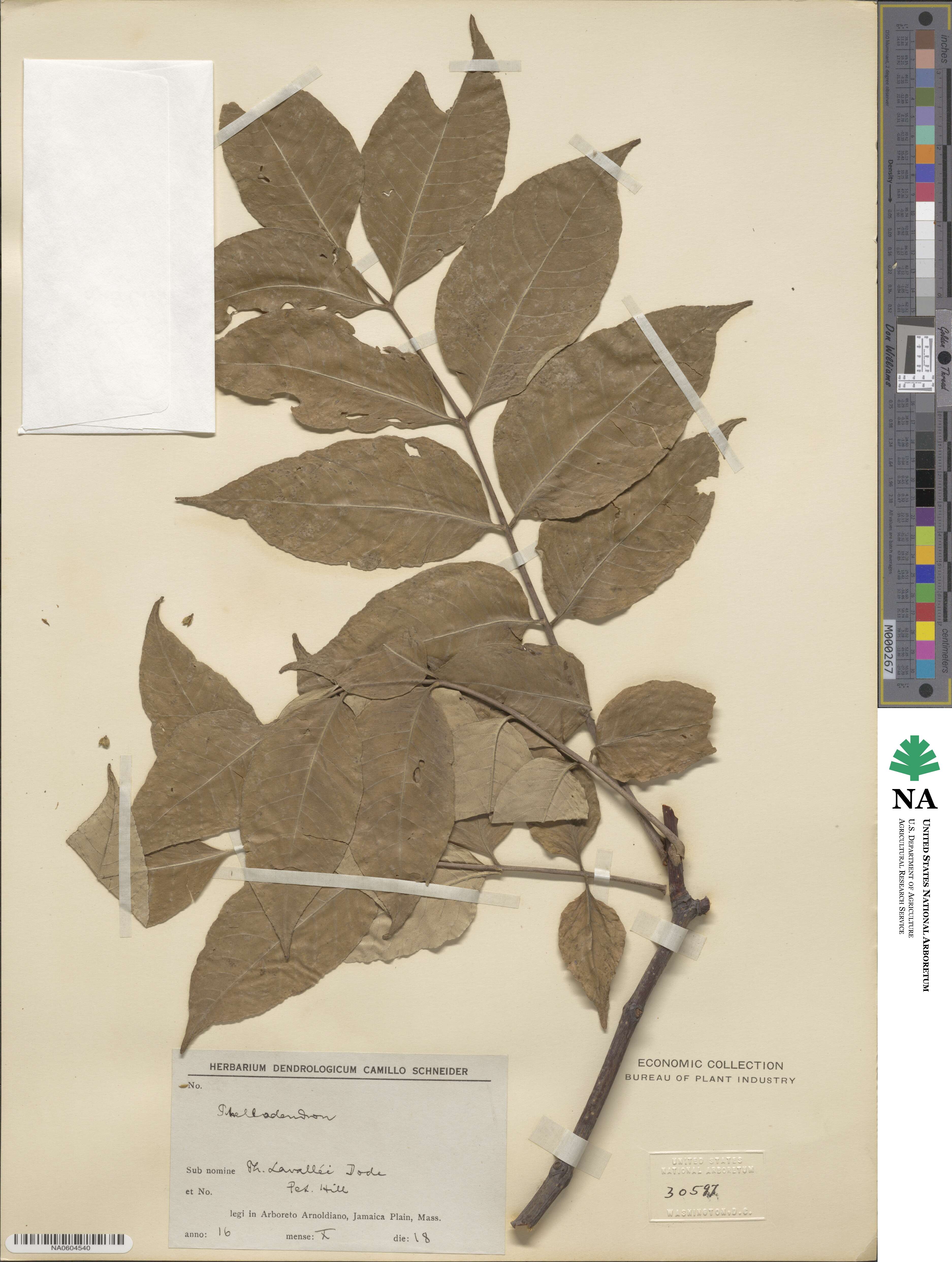 Phellodendron amurense var. lavallei image