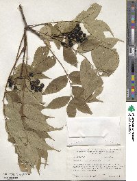 Phellodendron amurense var. lavallei image