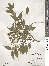 Phellodendron amurense var. lavallei image