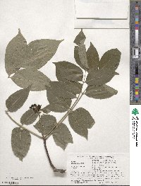 Phellodendron amurense image