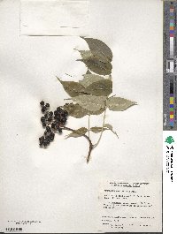 Phellodendron amurense image