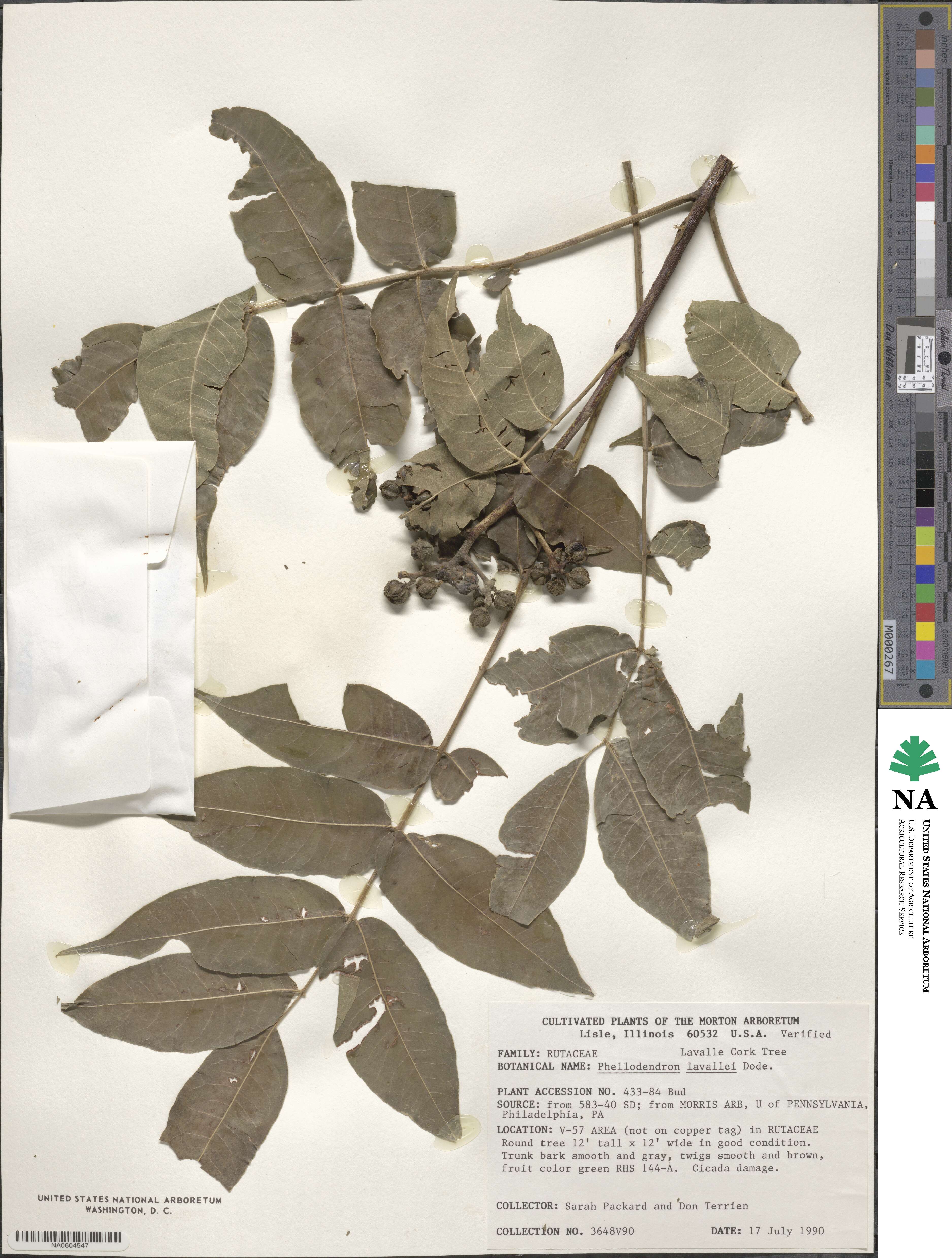 Phellodendron amurense var. lavallei image