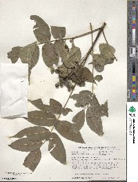 Phellodendron amurense image