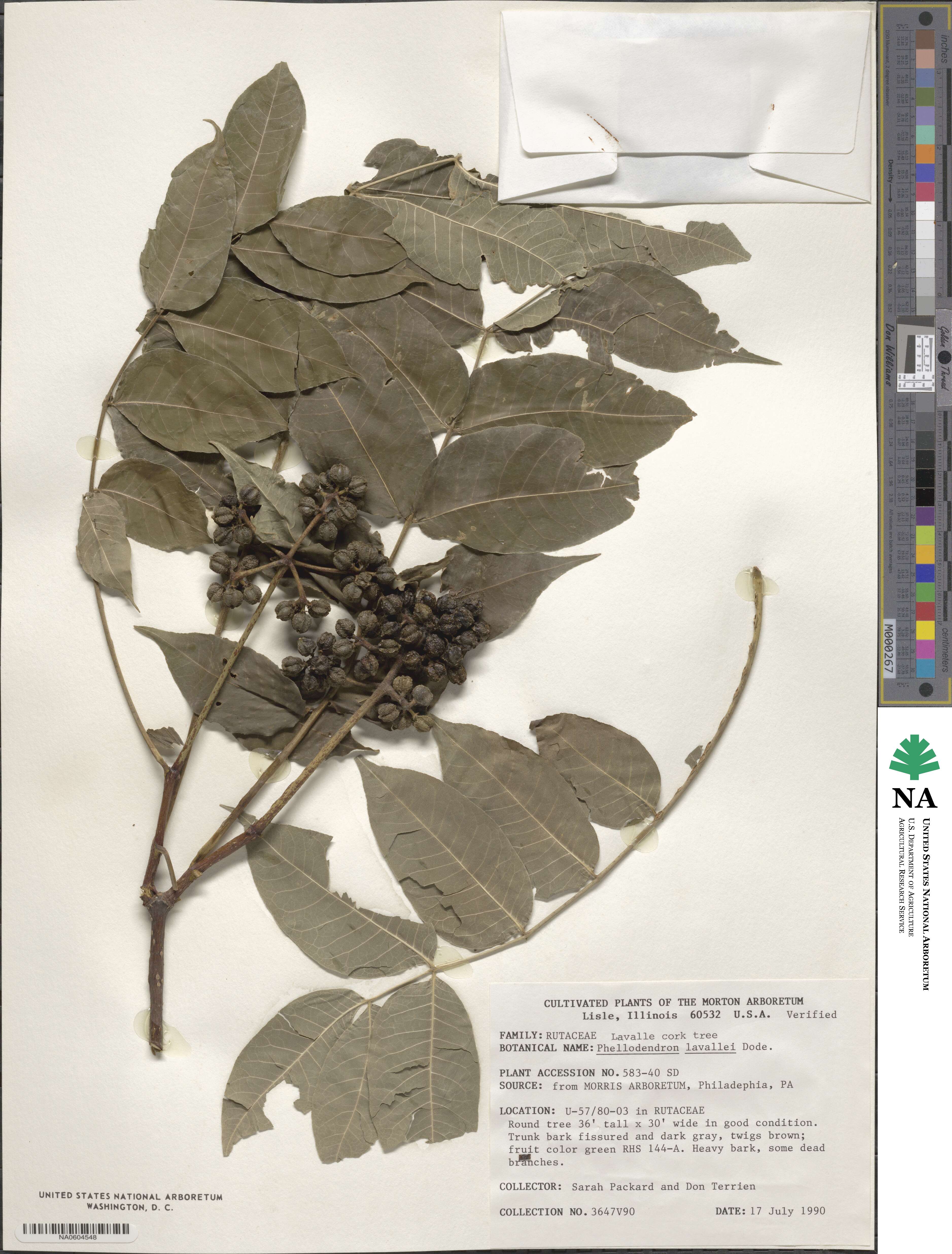 Phellodendron amurense var. lavallei image