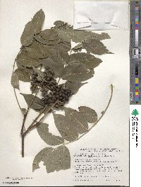 Phellodendron amurense var. lavallei image