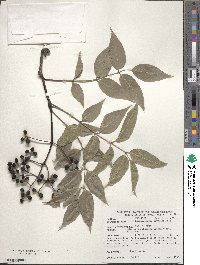 Phellodendron amurense var. lavallei image