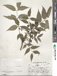 Phellodendron amurense var. lavallei image