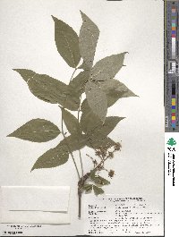 Phellodendron amurense var. lavallei image