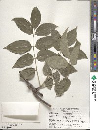 Phellodendron amurense var. lavallei image