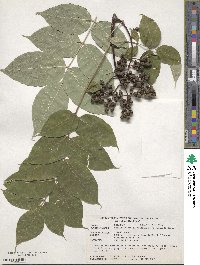 Phellodendron amurense image