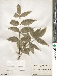 Phellodendron amurense image