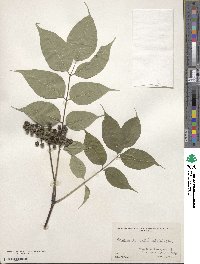 Phellodendron amurense var. sachalinense image