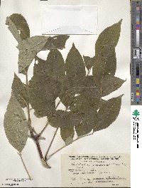 Phellodendron amurense var. sachalinense image