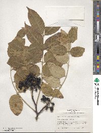 Phellodendron amurense var. sachalinense image