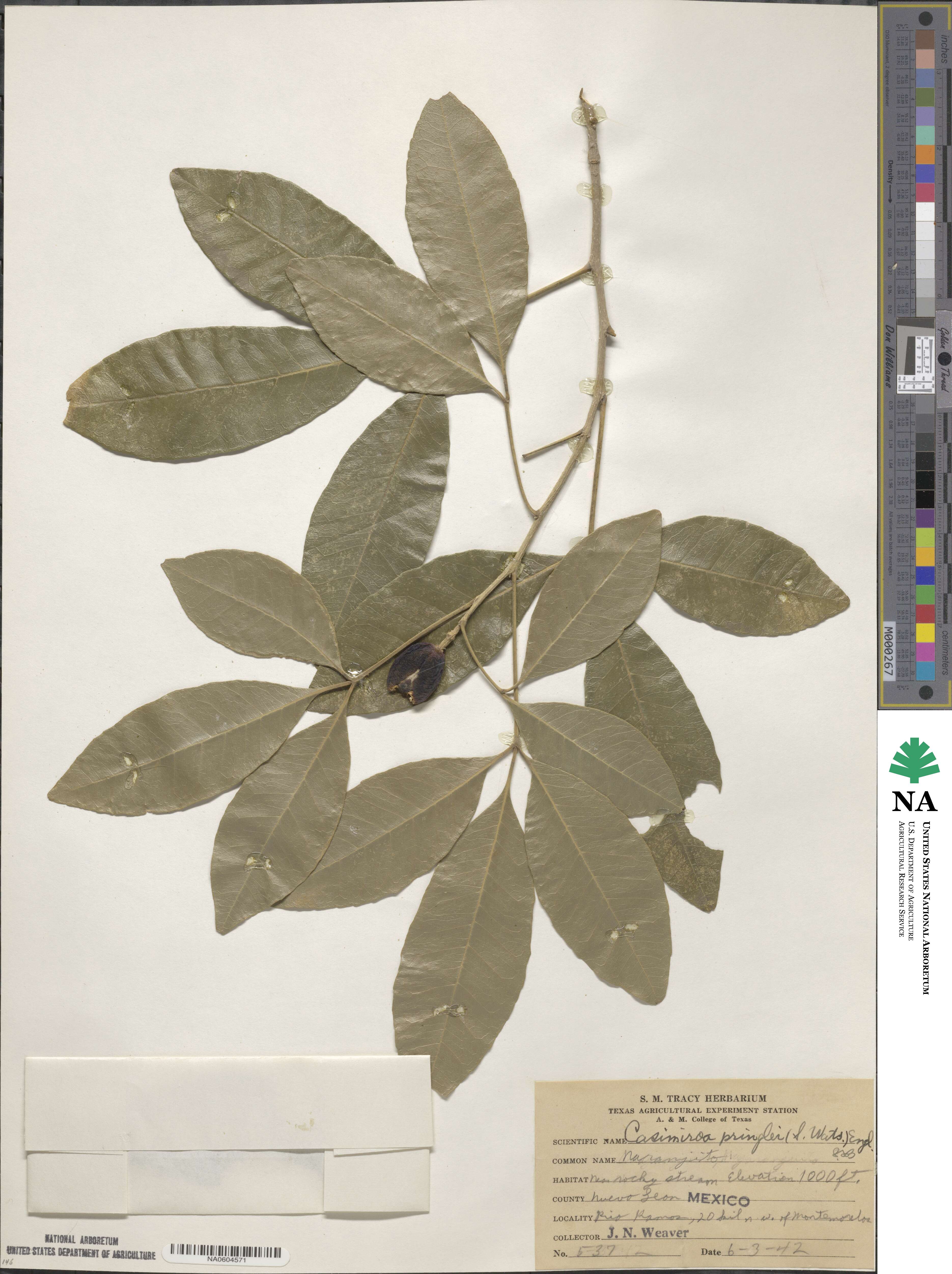 Casimiroa pringlei image