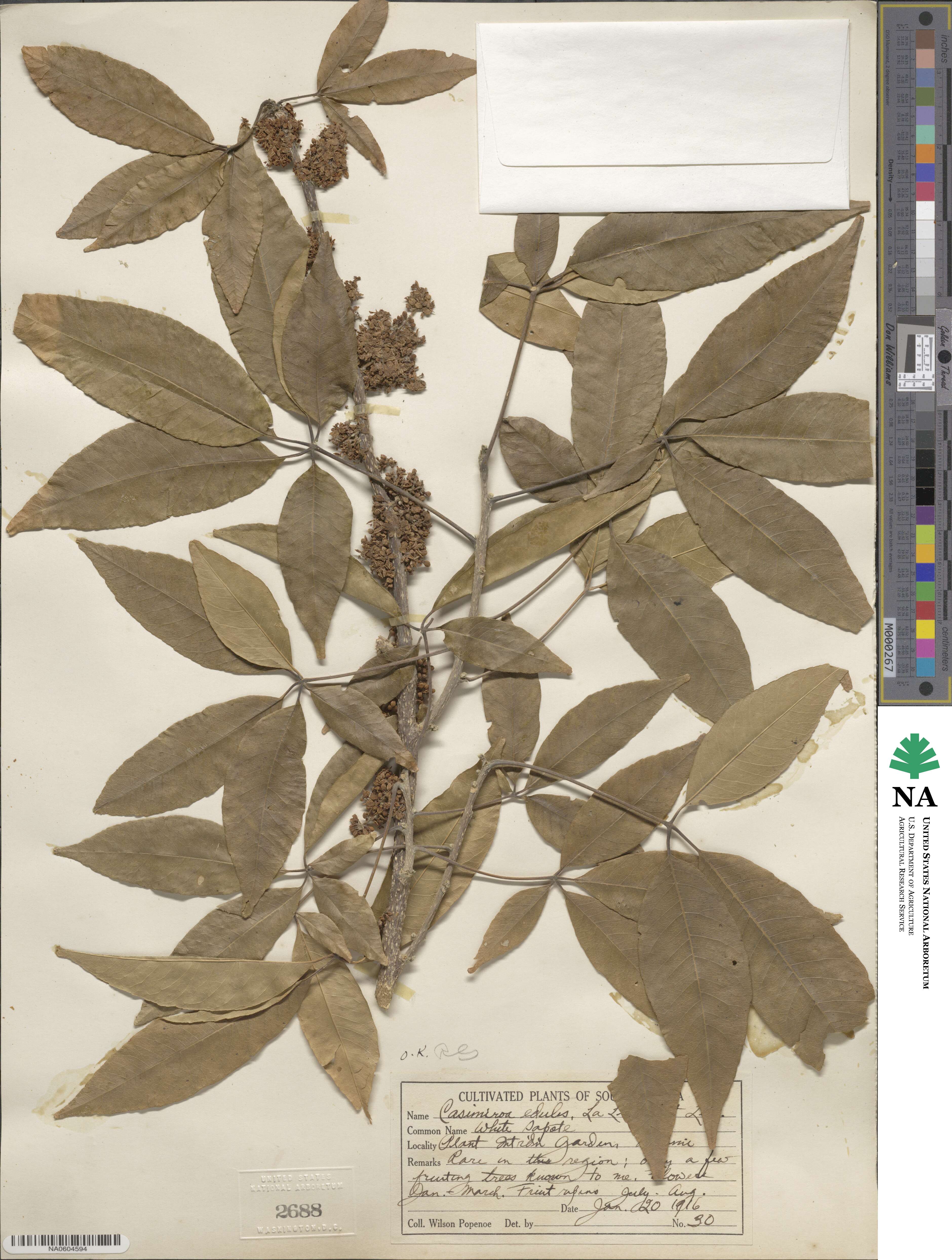 Casimiroa edulis image