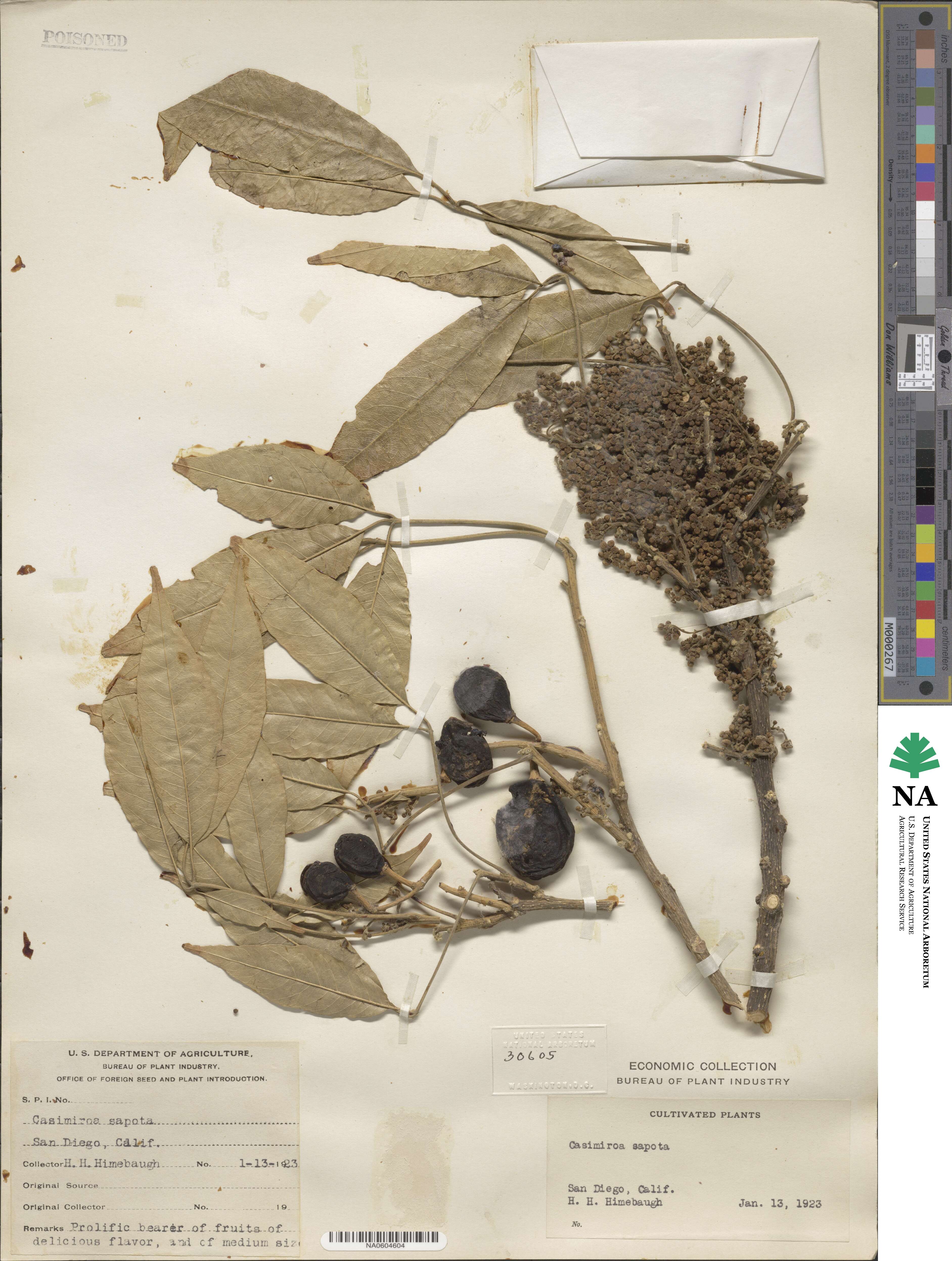 Casimiroa sapota image