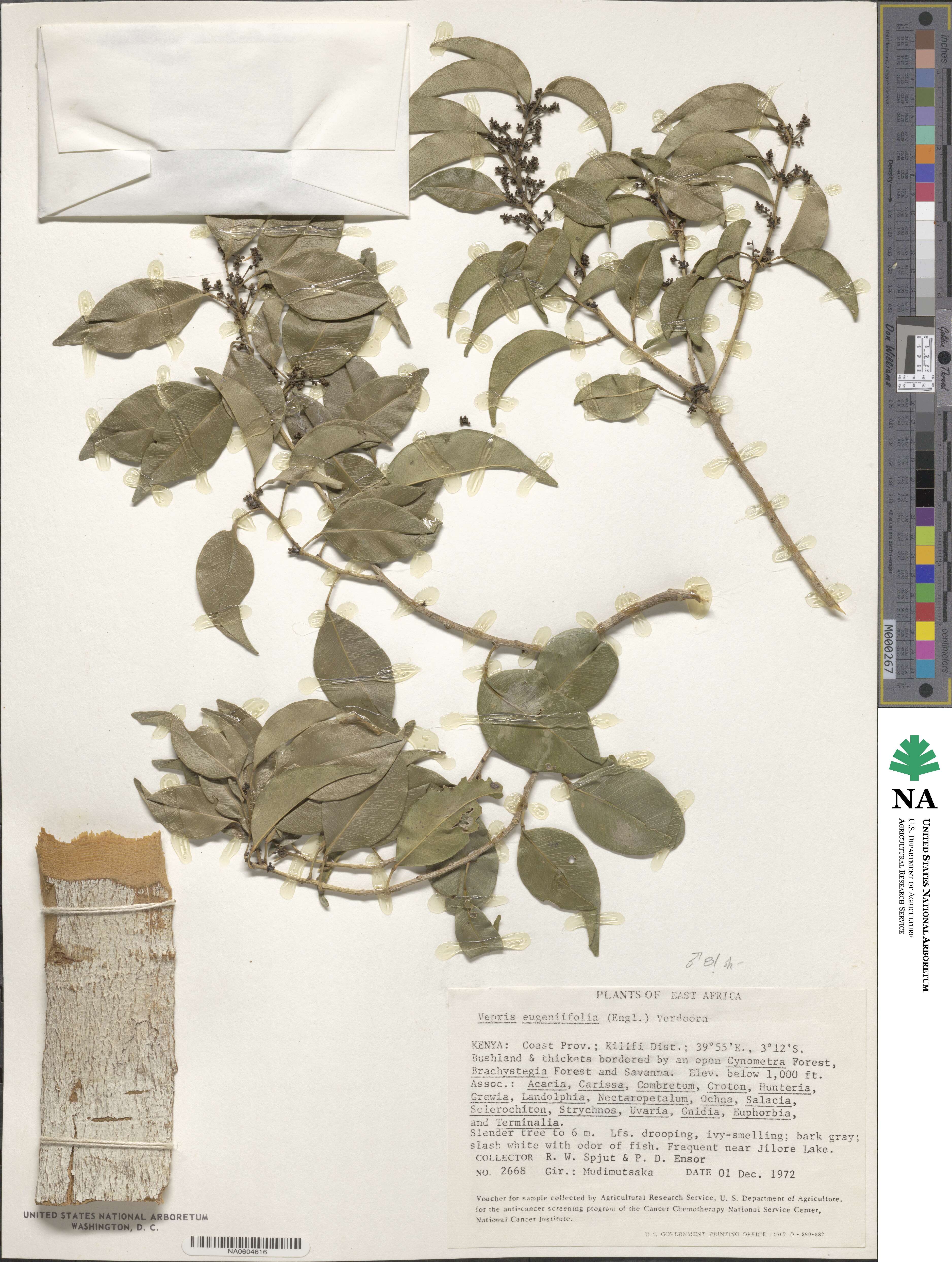 Vepris eugeniifolia image