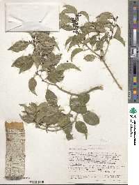 Image of Vepris eugeniifolia