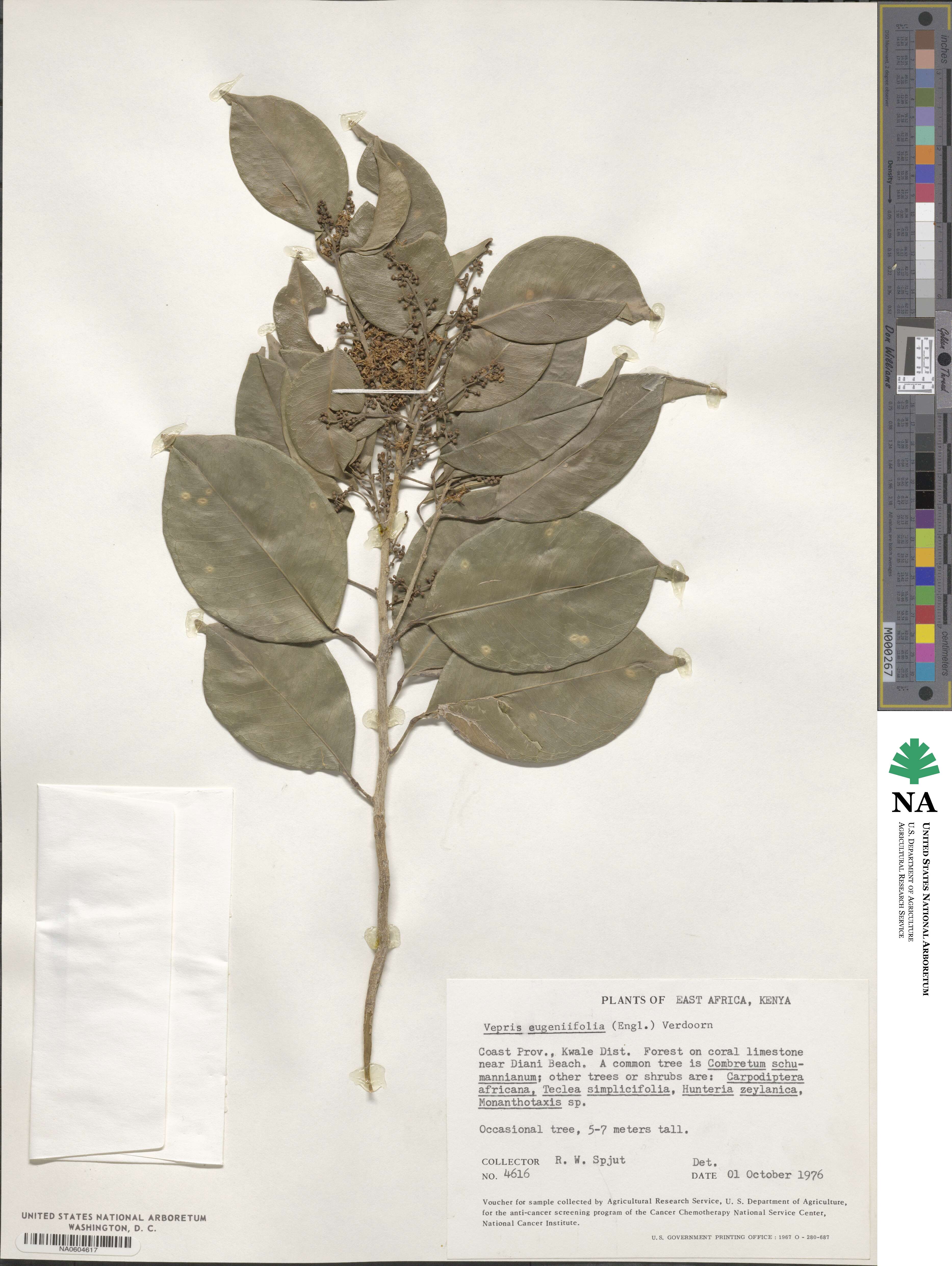 Vepris eugeniifolia image