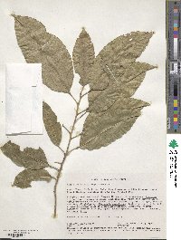 Vepris eugeniifolia image