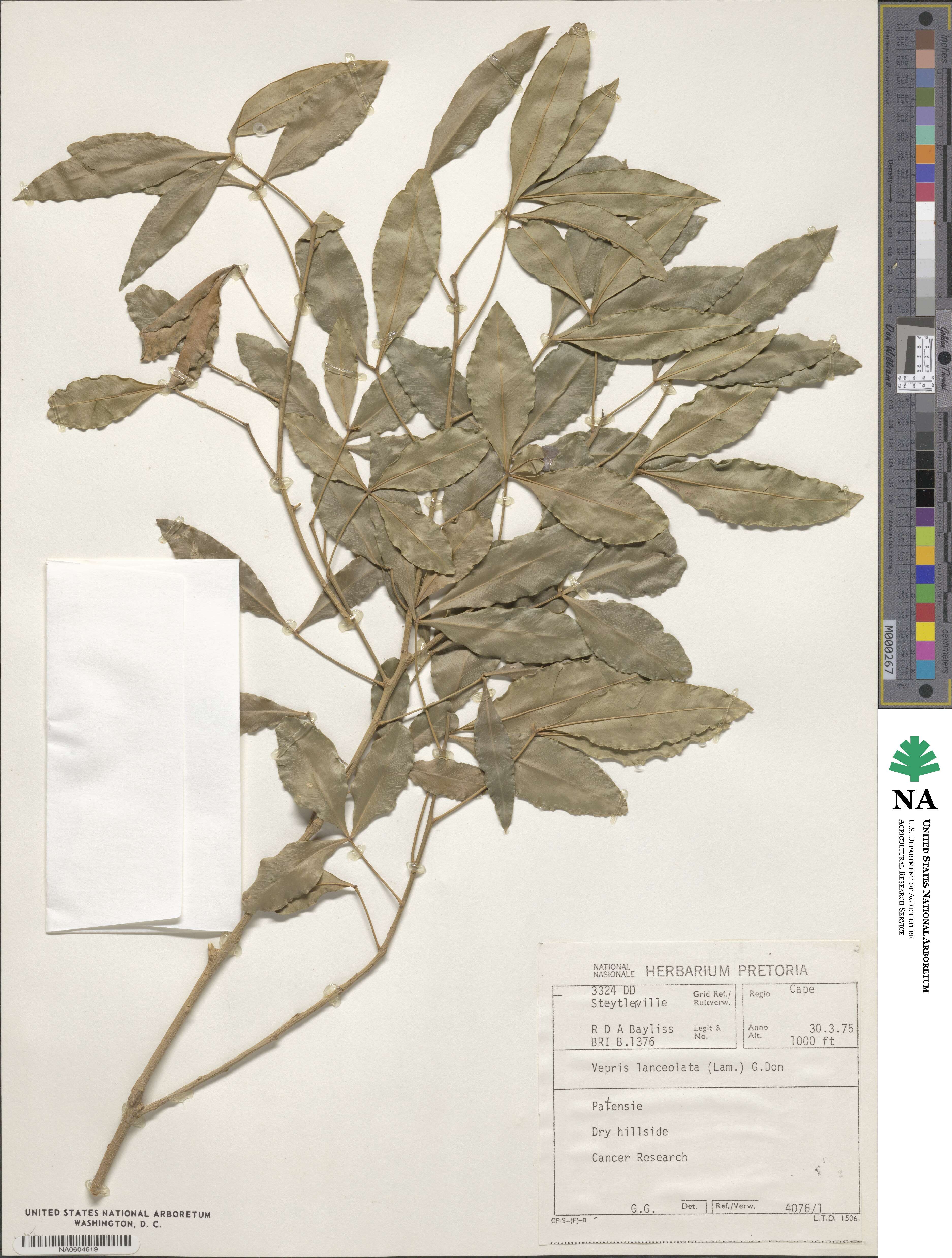 Vepris lanceolata image