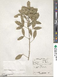 Vepris lanceolata image