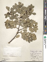 Zanthoxylum asiaticum image