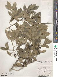 Zanthoxylum asiaticum image