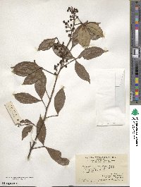 Zanthoxylum asiaticum image