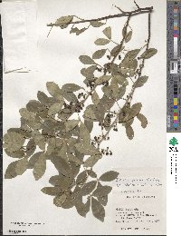 Zanthoxylum asiaticum image