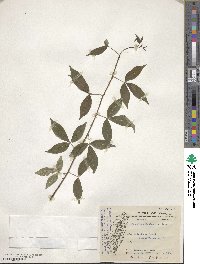 Zanthoxylum asiaticum image