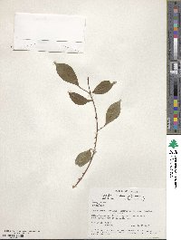 Zanthoxylum asiaticum image