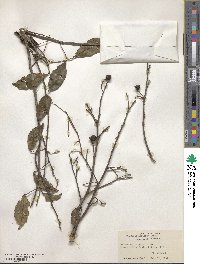 Zanthoxylum asiaticum image