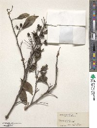 Zanthoxylum asiaticum image