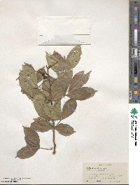 Zanthoxylum asiaticum image