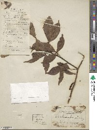 Zanthoxylum asiaticum image