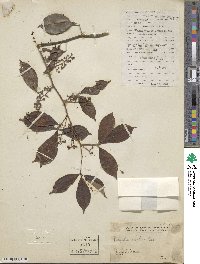 Zanthoxylum asiaticum image