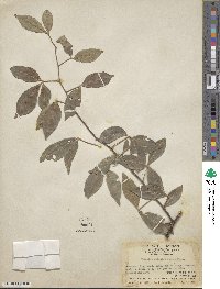 Zanthoxylum asiaticum image